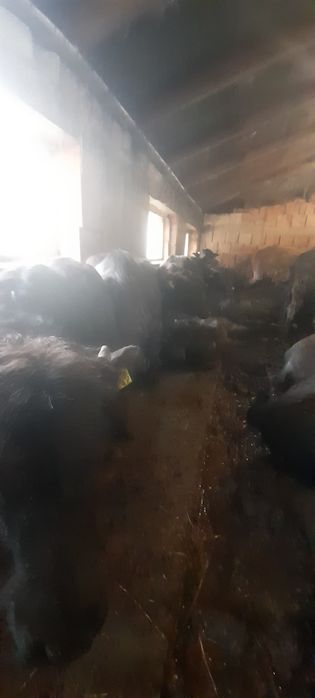 Vand bivolite,juninci și vitei de bivol