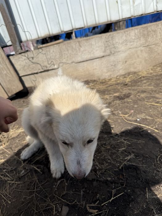 Шенки даром в хорошые руки