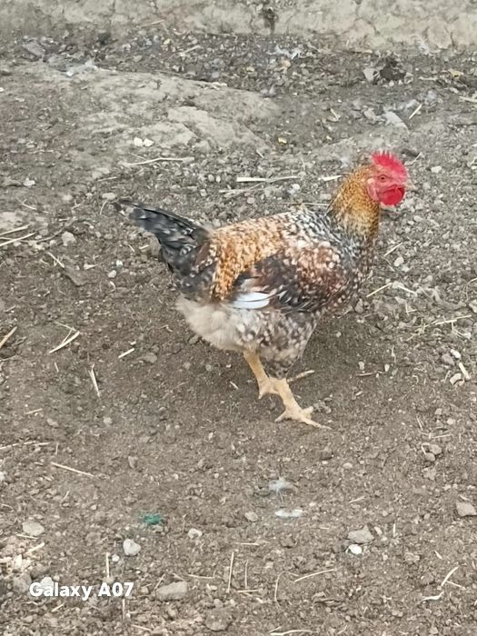 Продам петушков молодняк
