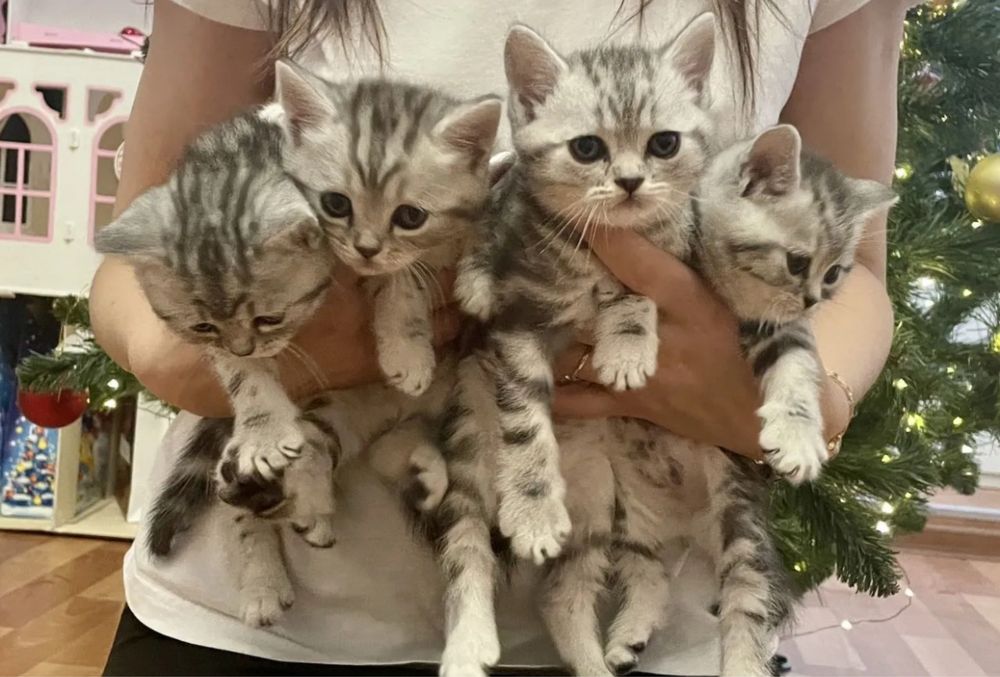 Шотландские мишки