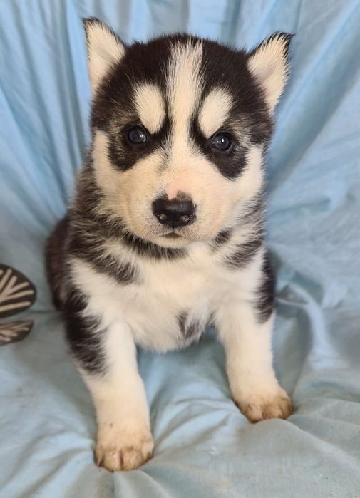 Продам щенков сибирский хаски