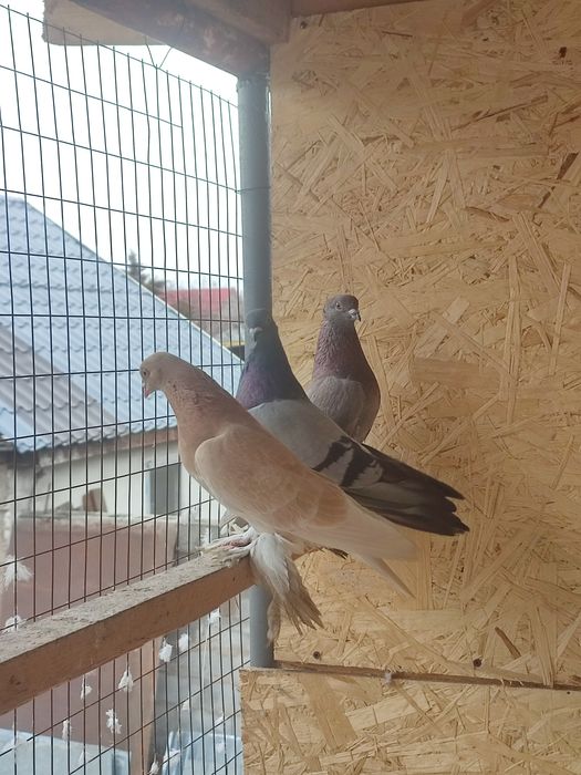 Жёлтый голубь игровой