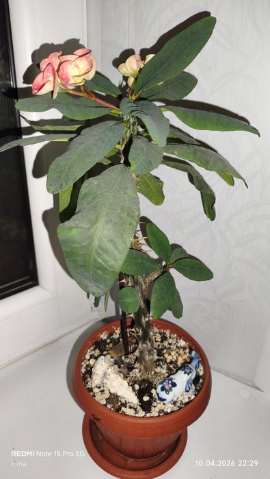 Молочай Милля крупноцветковый