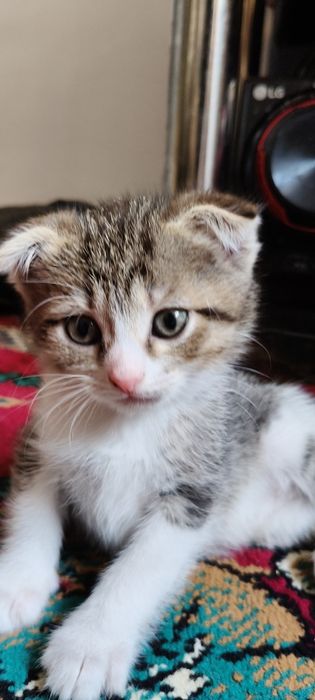 Котята шотландцы