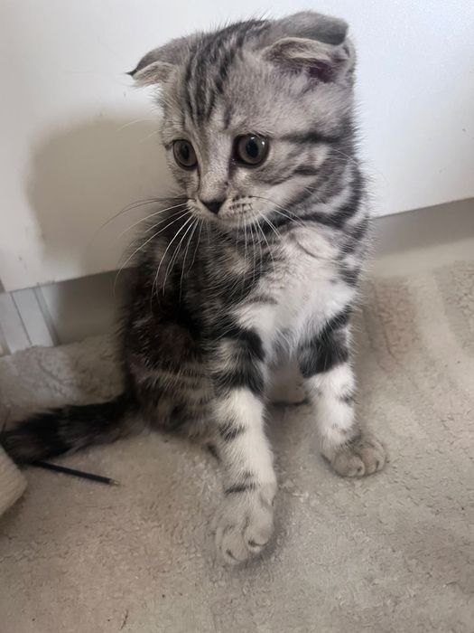 породистые котята