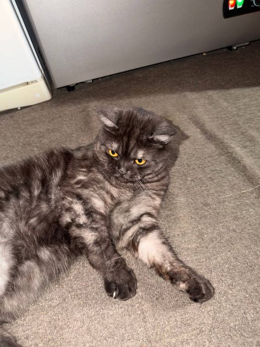 котик отдам в добрые руки
