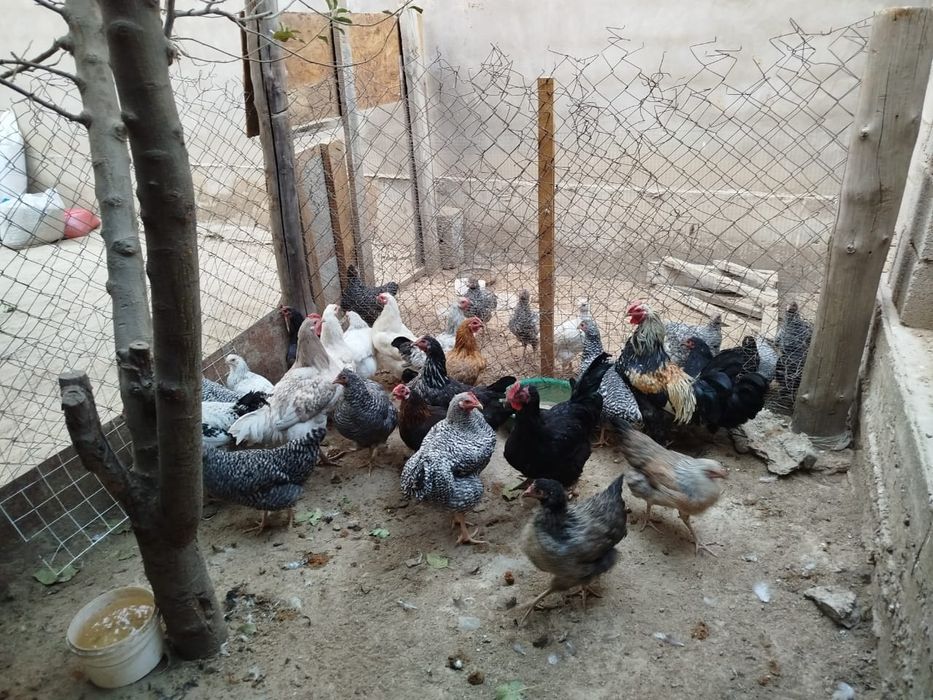 Продаются куры оптом