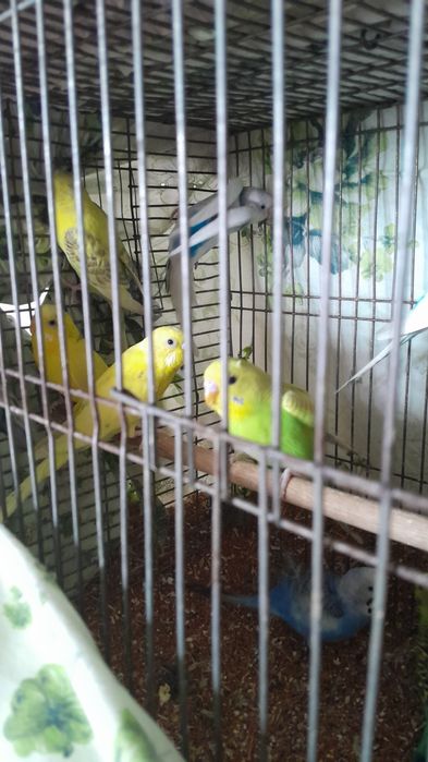 Продам попугай молодые волнистые