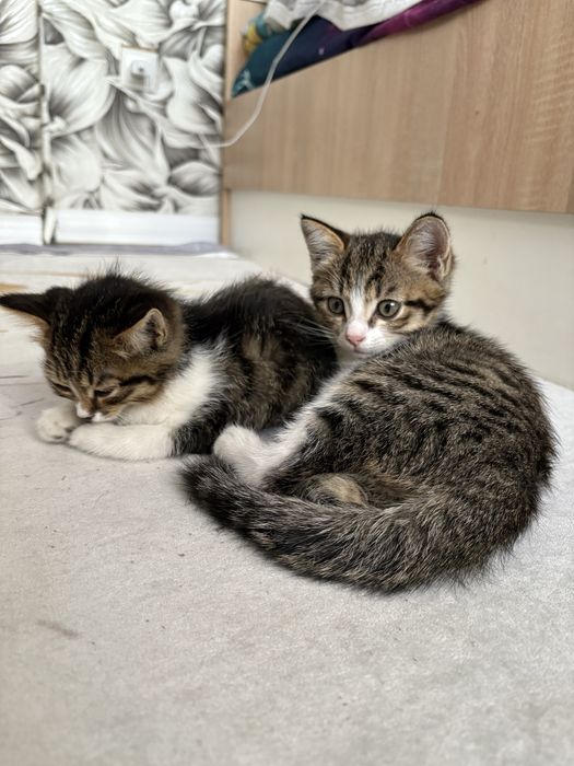 Отдам котят в хорошие руки