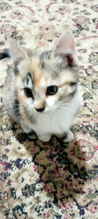 Пристраиваются котята в добрые руки