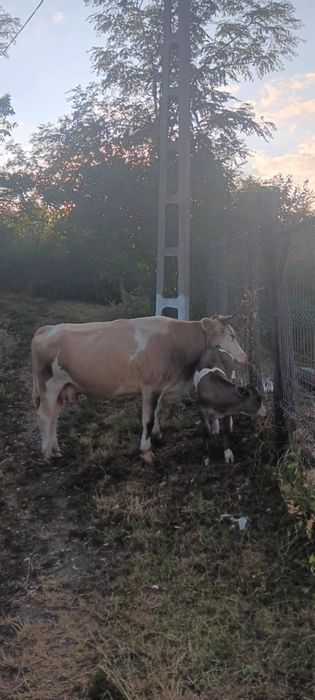Vând vaca fara vițel