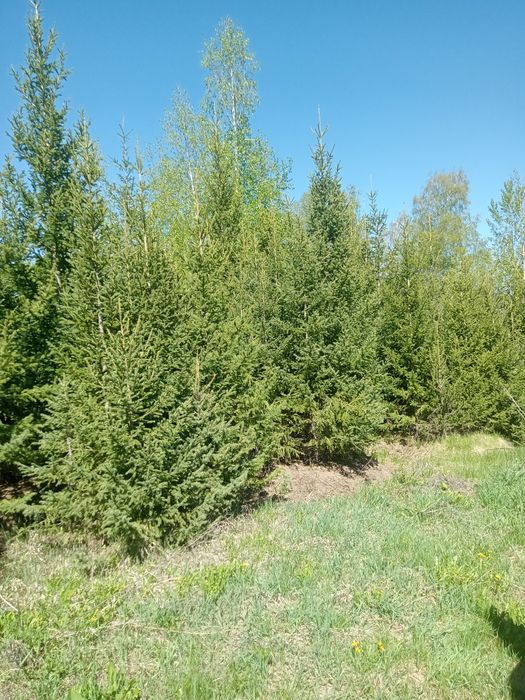 Продаются ели разные размеры