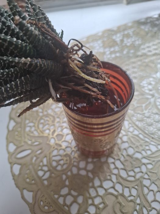 Цветок  хавортия полосатая