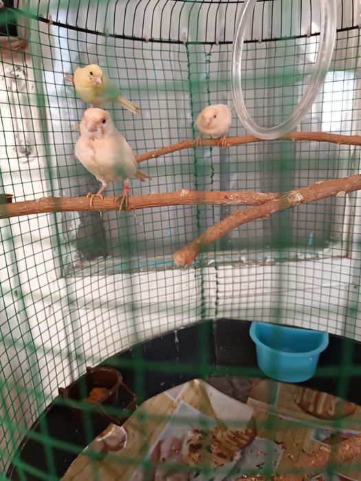 Канарейки Мозайки !!!