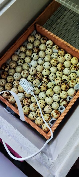 Инкубационное яйцо перепела