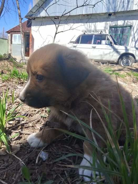 Күшіктер, щеноки