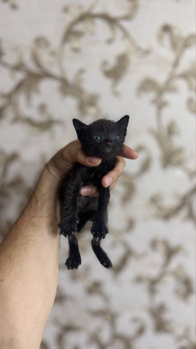 Котенок 2 месяц Нукус