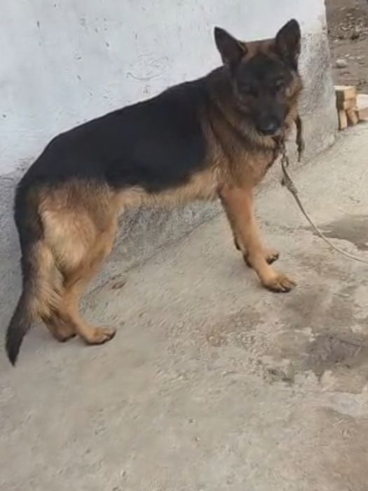 Немецкий овчарка