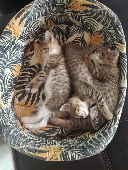 Отдам котят в добрые руки