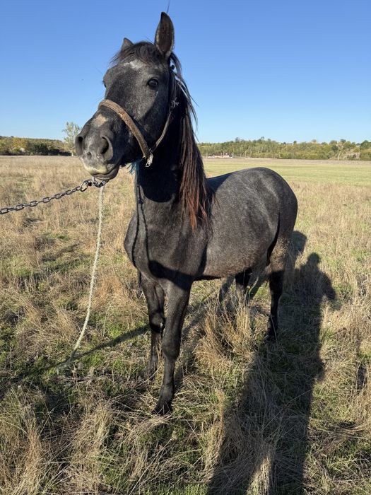 Armasar Sur de 1,5 ani