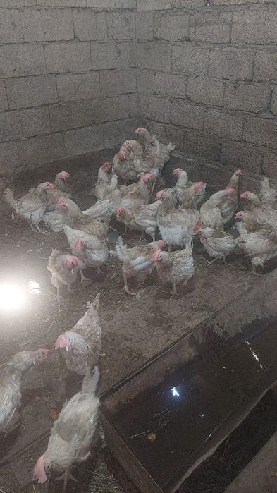 Куры несушки 1.5 года