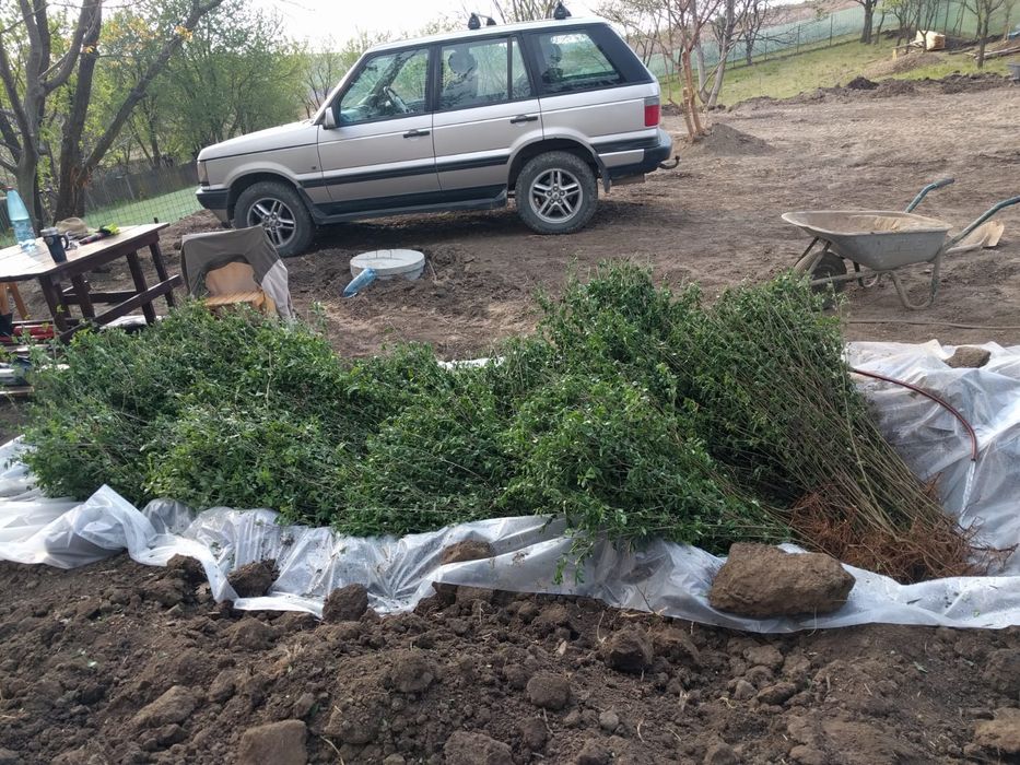 Lemn cainesc pentru gard viu