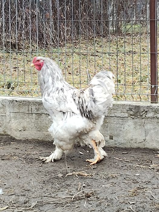 Cocos brahma de vanzare