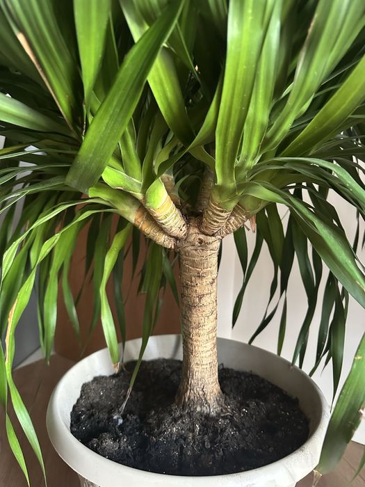 Драцена, 120см, 8 ствольная