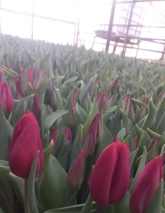 Оптом тюльпаны и в розницу