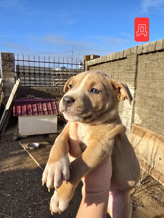 Продаются щенки питбуля