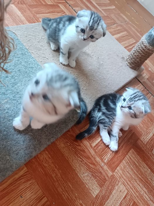 Продаю Скотиш фолд