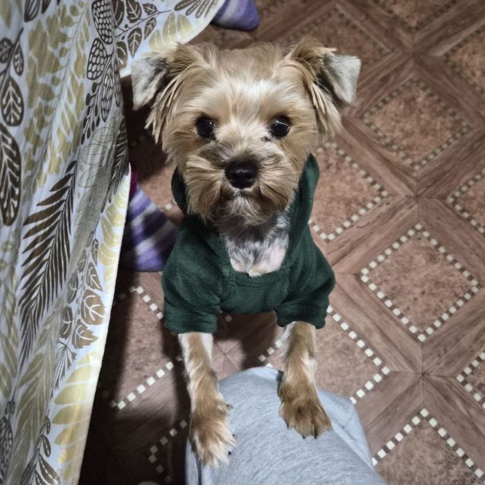 йоркширский терьер вязка