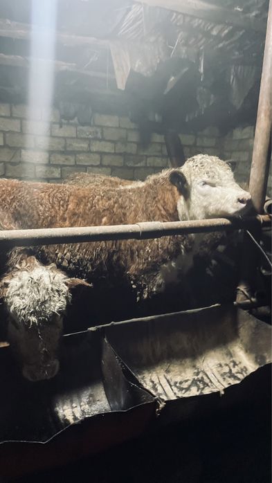 25бас еркек патсостар