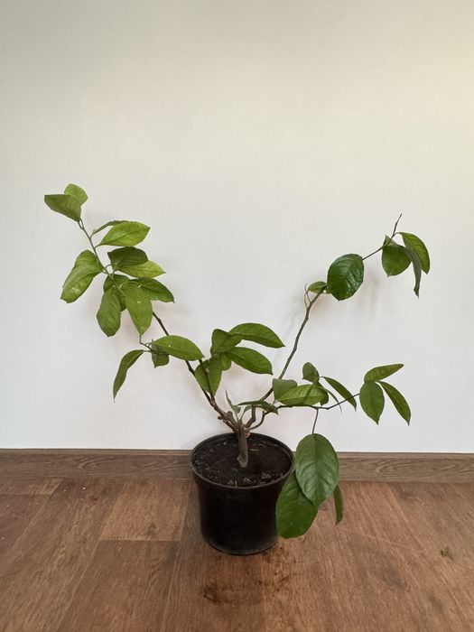 Продам комнатные растения