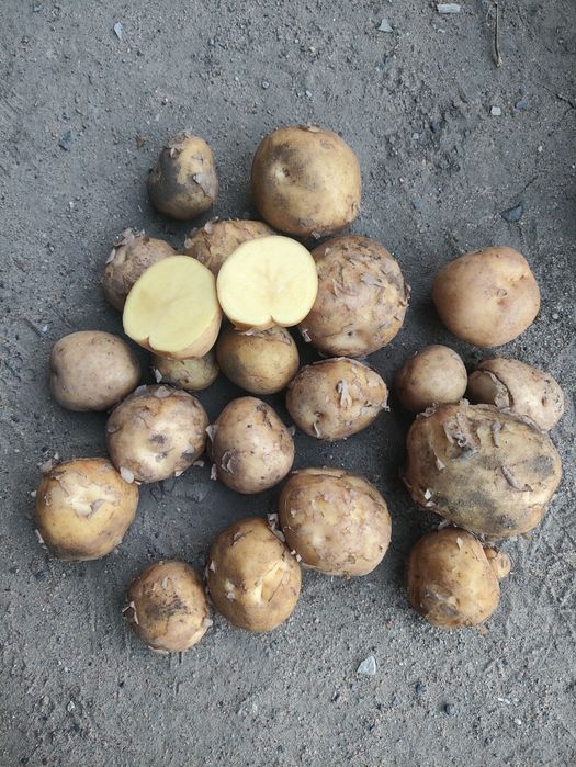 Продам кортофель