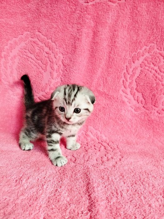 Котята Британцы .