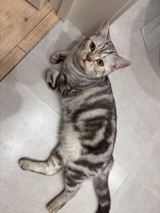 Британский кошка