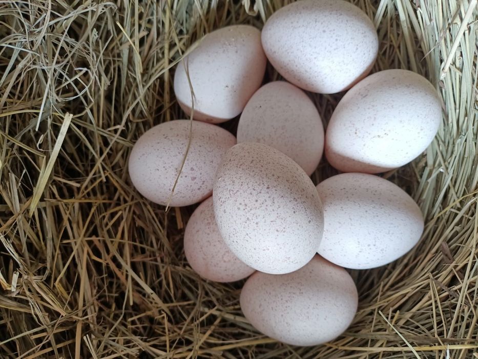 Яйца Индюка Продается