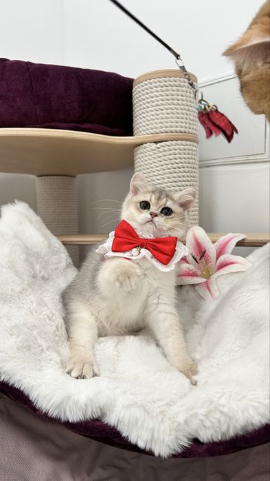 British Shorthair Chinchilla Blue Golden -  Fetita cu certificat pedigree