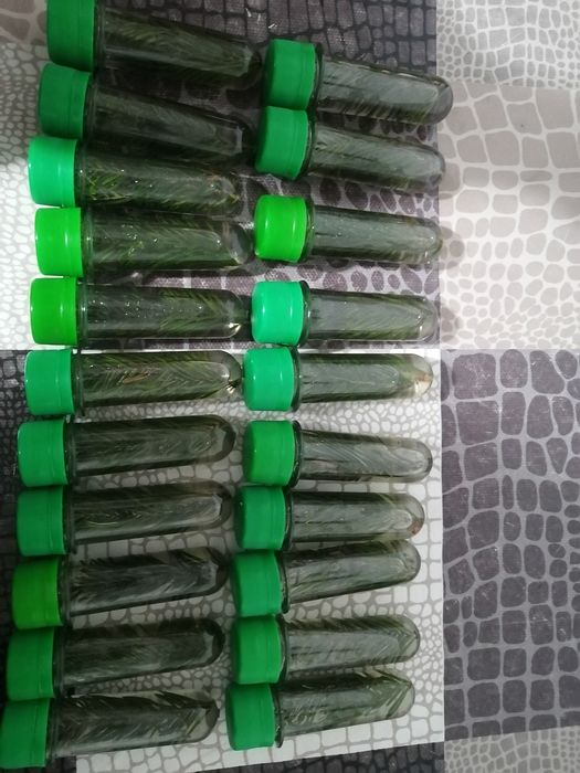 Масло пихтовое пихтовое