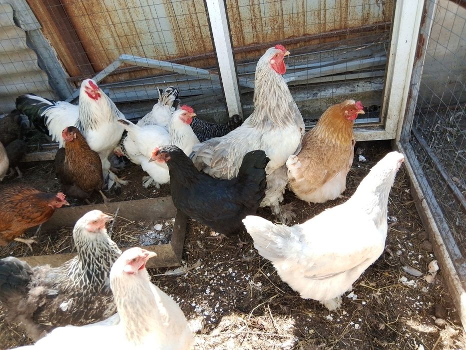 Продам домашних цыплят