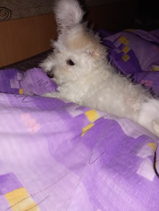 Cățel bichon maltez