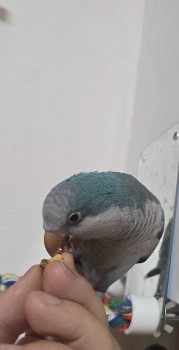 Papagal Calugar /Micul Alexandru/Monk Parrot/ Papagali Calugar
