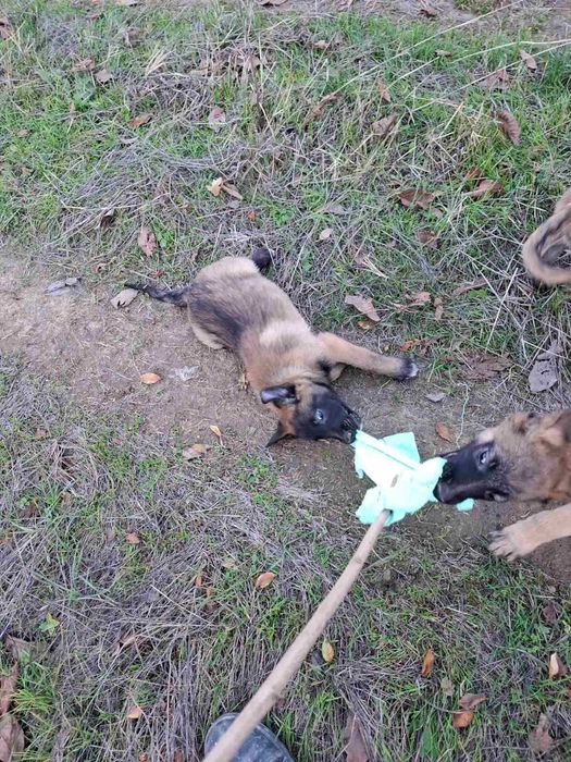 Белгийска овчарка малиноа