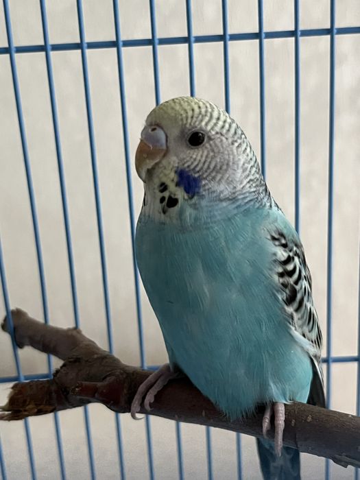 Продаю попугая .