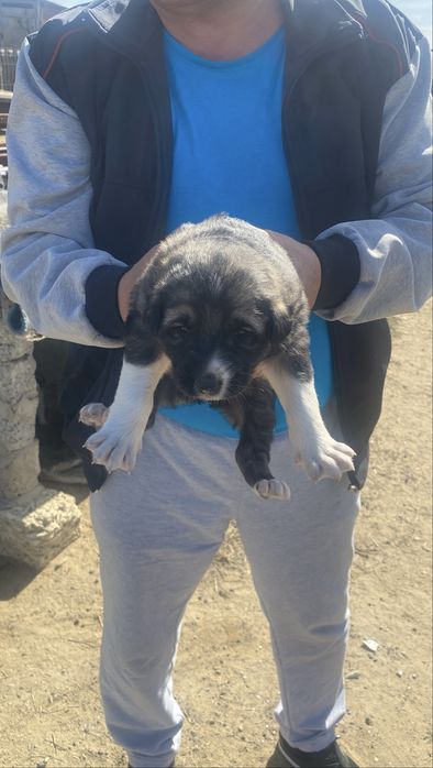 Алабай күшіктері сатылады