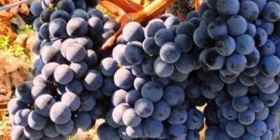 Vand struguri de vin, albi si negri, productie ecologica 3 RON/kg
