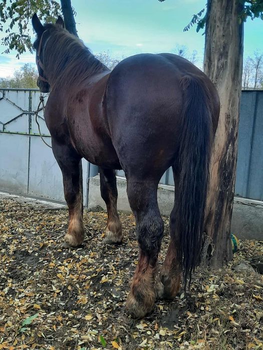 Mănz 2 ani si  jumătate.