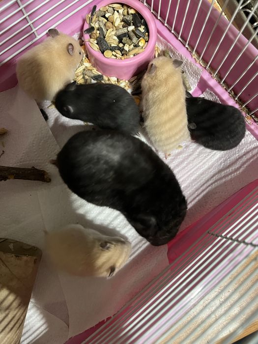 Продам хомичков за 2000 срочно