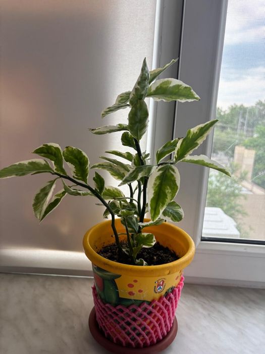 Продам Комнатные цветы